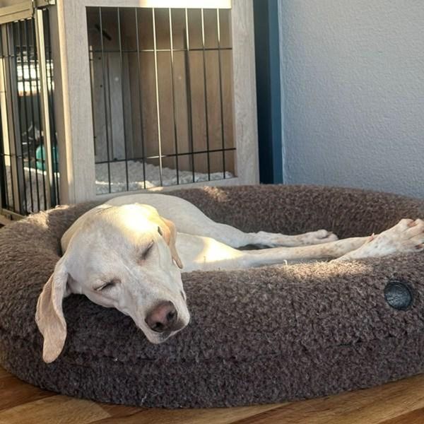 Hovedbilde Canelana rund hundeseng i 100% ull